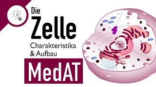 Die Zelle  Aufbau amp Charakteristika  MedAT  Biologie [upl. by Baptlsta]