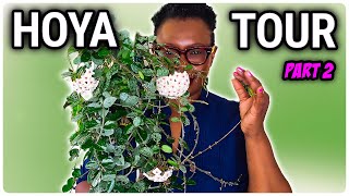 Hoya Plant Tour  Unveiling My Extensive Collection Part 2 [upl. by Arinayed8]