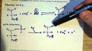 Arsnate effects on glycolysis [upl. by Nanfa]