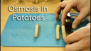 Osmosis in Potato Strips  Bio Lab [upl. by Camus458]