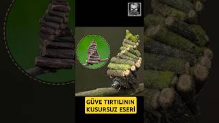 GÜVE TIRTILINDAN KUSURSUZ MİMARİ [upl. by Ariahaj]