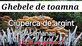 Ghebele de toamna  Ciuperca de argint Delicatesa culinara [upl. by Dewitt]