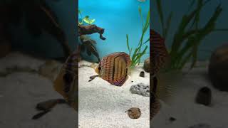 disco heckel cross music love dance tv fish aquarium trending acuarium fishtank shortvideo [upl. by Siahc]