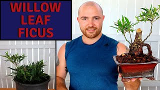 Making a Willow Leaf Ficus Bonsai from a Stump  Ficus salicifolianerifolia [upl. by Almeda923]