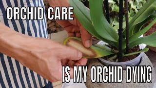 Phalaenopsis Orchid Leaf Problems Is my Orchid Dying [upl. by Adlesirg]