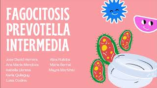 FAGOCITOSIS PREVOTELLA INTERMEDIA [upl. by Igiul309]