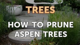 How to Prune Aspen Trees [upl. by Wivinia]