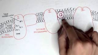 PART I  Oxidative Phosphorylation Electron Transport Chain [upl. by Miche]