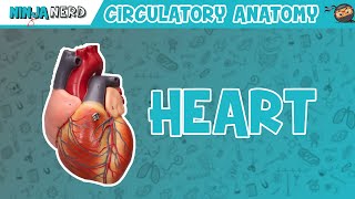 Cardiovascular  Anatomy of the Heart  Heart Model [upl. by Garnet305]