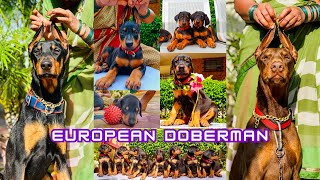 European Doberman Puppies for Sale  💖Day 1 to 50 Days Puppy Growth😍 [upl. by Eineg598]