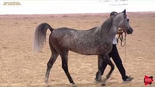 N144 NASSIM EL AZZ  AH Moroccan Breeders Cup 2019  Stallions 4 to 7 years old Class 9 [upl. by Noroj]