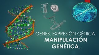 Genes y manipulación genética [upl. by Eiramanig]