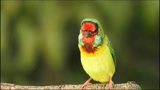 Calling of White Cheeked Barbet [upl. by Rieger]