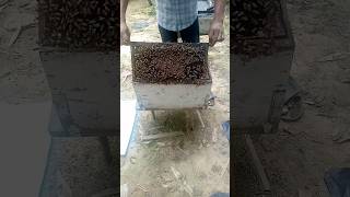 Madhumakkhi paran shortvideo shortvideo newbeekeeper youtubeshorts beekeeper youtubevideos [upl. by Ettevad]