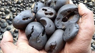 Shaligram  special and multi chakra shaligram shila [upl. by Klecka]