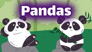 Pandas for Kids  Homeschool Pop [upl. by Muhan]