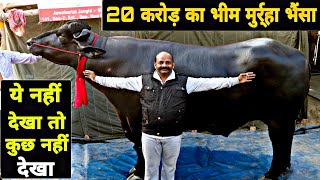 20 Crore Ka Bheem भैंसा  Murrah Bull at PDFA 2019  Amazing Strongest Murrah Bull Of World [upl. by Omsoc]