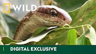 Catching A Sneaky Boomslang Snake  Snakes In The City  National Geographic WILD UK [upl. by Riay]