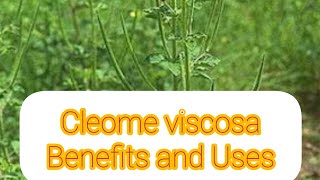 Cleome Viscosa Benefits and Uses [upl. by Aneed]