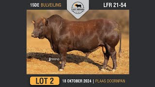 Lot 2  Vlakte Bonsmara Bulveiling  18 Okt 2024 [upl. by Ioyal41]