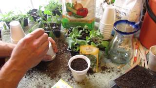 How to Transplant Kale amp Collard Greens into Cups Fertilize Too  MFG 2014 [upl. by Vidda]