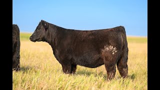 Reimann Pasture Sale 2024  Tag 111 [upl. by Crist]