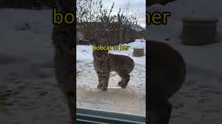 From Fear to Friendship The Bobcat Rescue Story [upl. by Olrac]