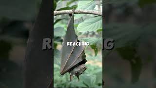 Meet the unique Hammerheaded bat animals shorts short animal wildlife bats viral [upl. by Rhetta]