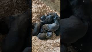 Cute squirmy little maligators Belgian Malinois puppies farm cute [upl. by Anait]