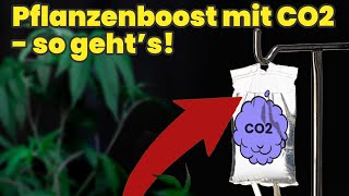 CO2 Düngung im Zelt  Pflanzenboost im Heimgarten [upl. by Felix]