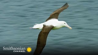 A Royal Albatross Can Fly for 13 Straight Months 👑 Into the Wild New Zealand  Smithsonian Channel [upl. by Eneloc70]