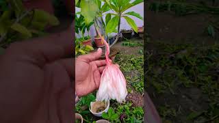 Queen of the night Flower Epiphyllum oxypetalum the Dutchmans pipe cactus cactus agri flowers [upl. by Ettezil47]