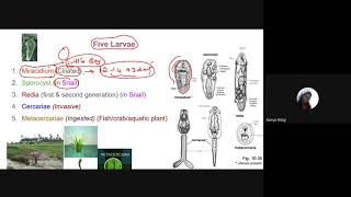 Trematodes and Schistosoma Blood fluke [upl. by Esinel]