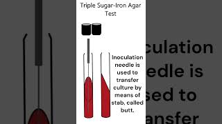 Triple SugarIron Agar Test microbiology test [upl. by Pamella]