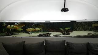 Aquarium Tank 2400liter Arowana RTG Stingray Rochen Black Diamond BD Cichla Bass monoculus orinocens [upl. by Alyahs]