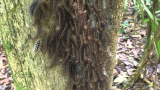 Caterpillars reacting to sound [upl. by Grati748]