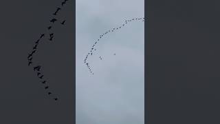 Pink Footed Geese Flying At Dawn In Late October birds avian nature [upl. by Kevin684]