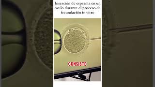 Fertilización in vitro biologia medicina salud ciencia ginecologia obstetrícia [upl. by Esten815]