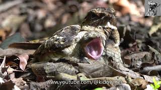 NIGHTJAR Chick is 19 days old [upl. by Aramois]