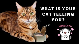 Understanding Cat Sounds  What Your Cat is Saying [upl. by Lyrehc]