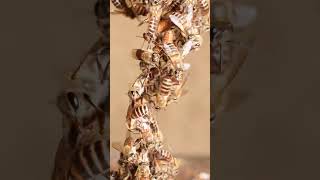 Hungry Honey Bees Create a Thick Bee Chain for Honey [upl. by Bedwell]