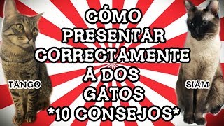 Cómo Presentar Correctamente a Dos Gatos 10 Consejos Reales Basados En Nuestra Propia Experiencia [upl. by Katherine]