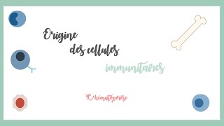 Origine des cellules immunitaires lhématopoïèse Immunologie hématologie [upl. by Latoniah]