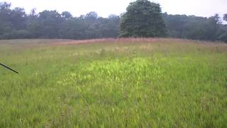 Field Spaniel Training at the Master Hunt level quotPaigequot [upl. by Owens]