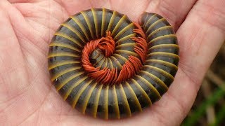 Giant Millipede from the Amazon rainforest of Ecuador [upl. by Mcadams]