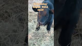 Young bull calf homestead bull calf bullcalf angus holstein cross [upl. by Yeung]