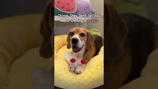 Things they don’t tell you about owning a beagle 😂 beaglelife ilovemybeagle [upl. by Kubiak]