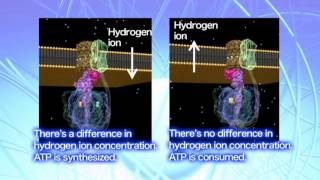 The regulatory mechanisms of ATP synthase [upl. by Poulter]