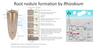 Root nodule formation by Rhizobium [upl. by Gerek186]