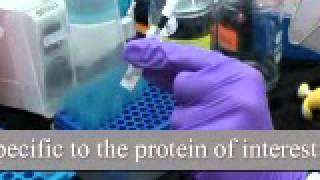 Experiment 7 2 Co Immunoprecipitation of proteins [upl. by Pero]